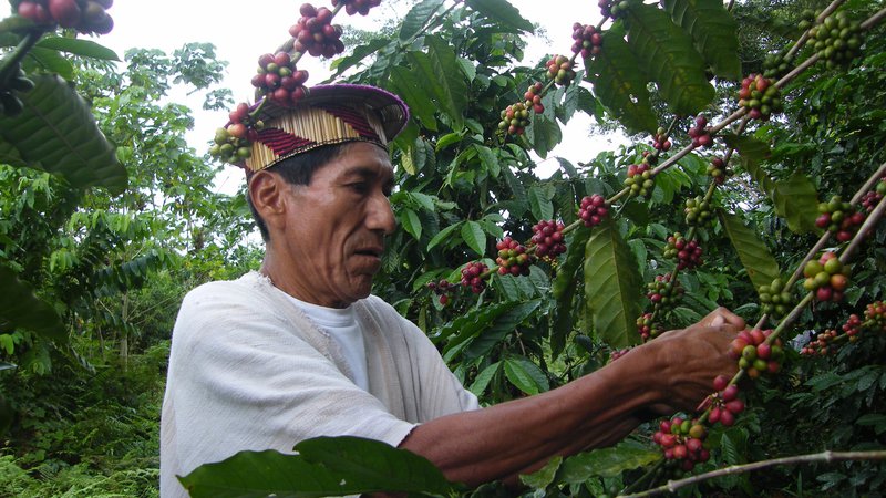 Cooperativa Agraria Cafetalera Cepro Yaneshas (CAC CEPRO YANESHA)